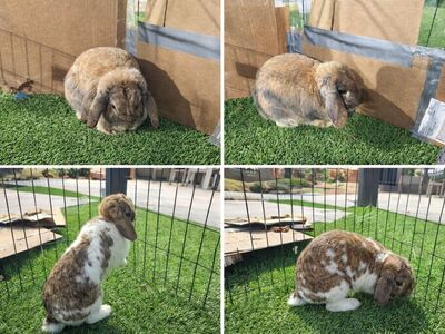 Free 1 Yr Old Holland Lops