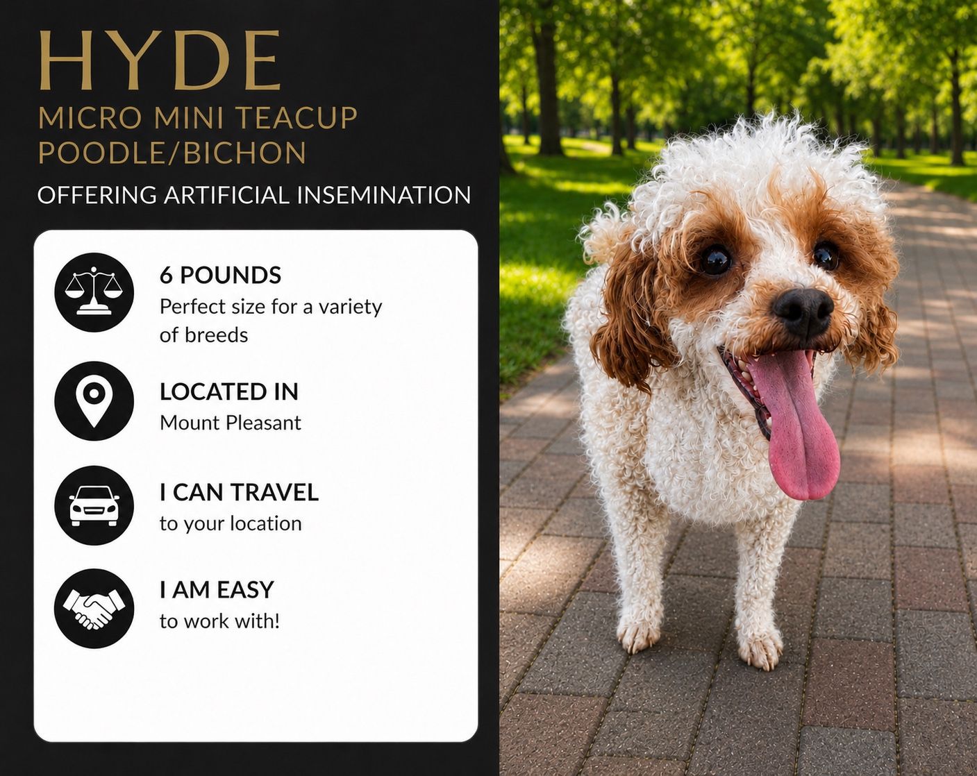 micro mini teddy bear Poodle bichon doodle Male companion animal non-shedding hypoallergenic stud