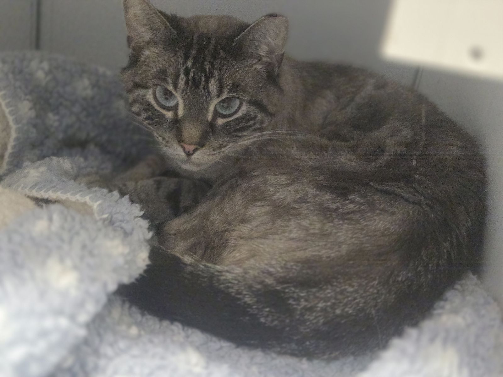 A164948 Ryland is Available for Adoption!