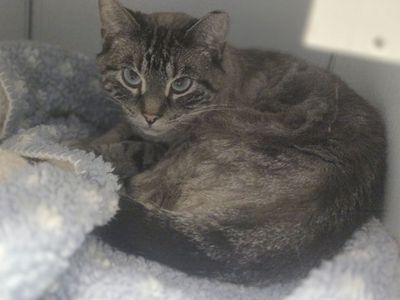 A164948 Ryland is Available for Adoption!