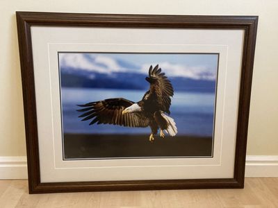 Thomas Mangelsen “Into The Wind” Signed & Numbered Bald Eagle Print, Framed