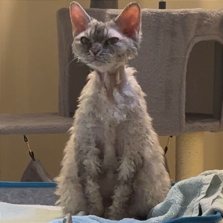 Hello my name is Tanuki