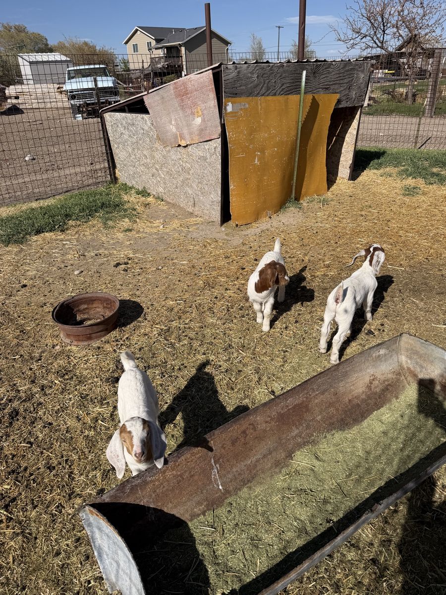 Goats