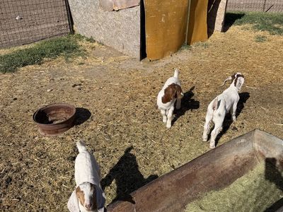 Goats