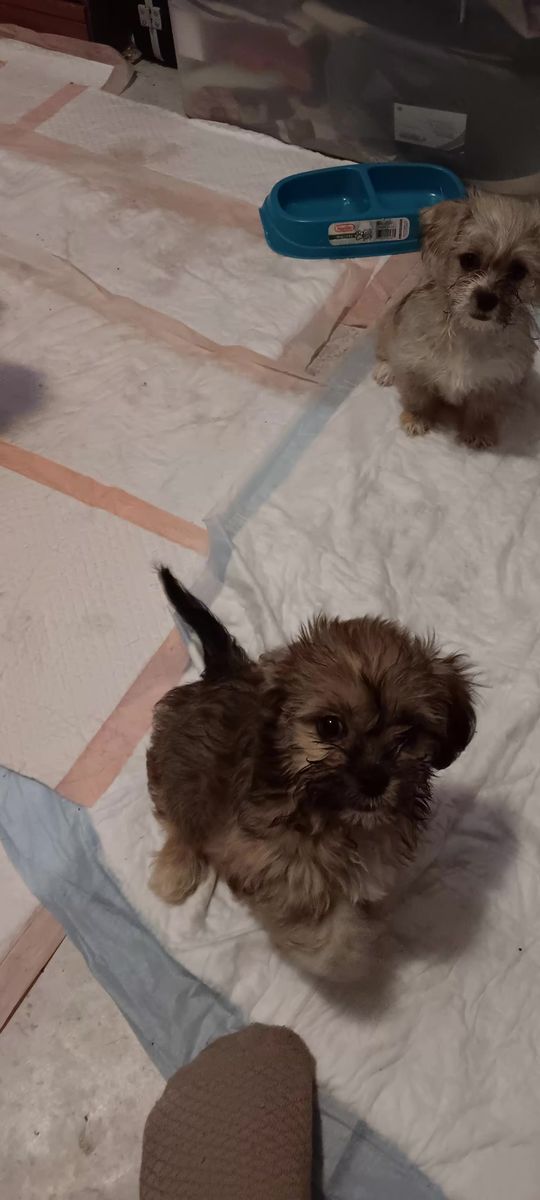 10 week  cute small female puppies  for sale !