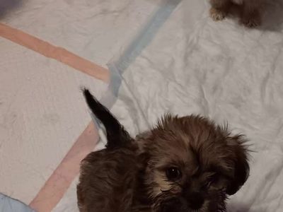 10 week cute small female puppies for sale !