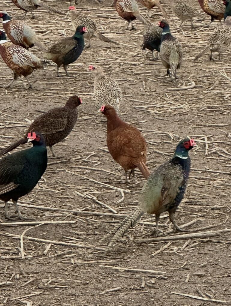 Mellanistic Pheasant Chick 2026 Preorders