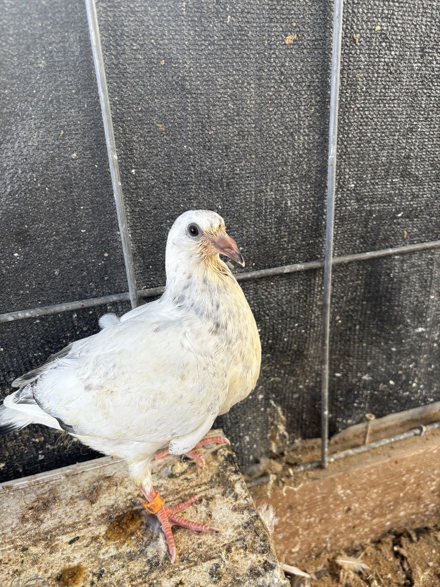 Homing pigeons