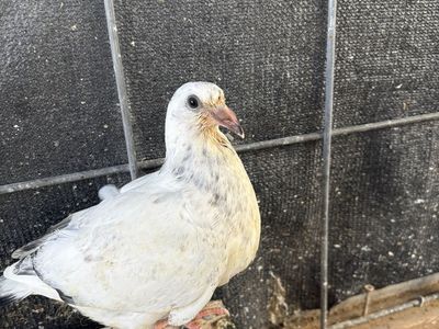 Homing pigeons