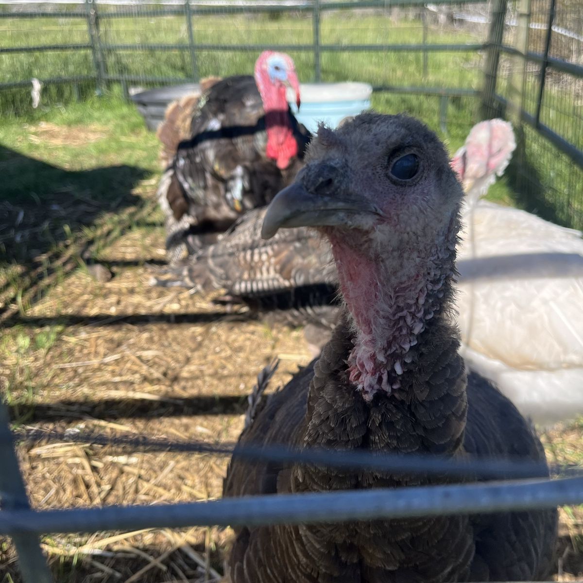 ISO Turkey Hen