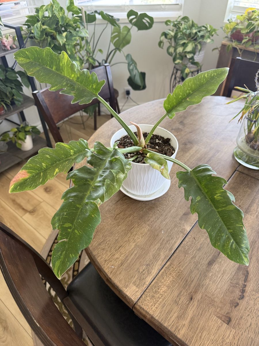Philodendron Ring of Fire