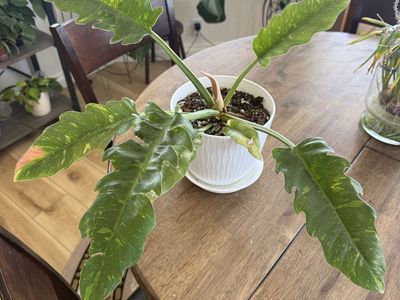 Philodendron Ring of Fire