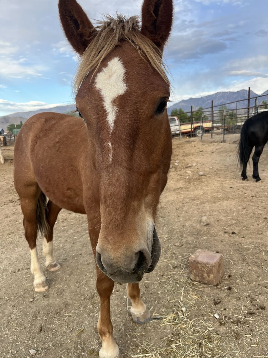 1yo BIG sorrel gelding