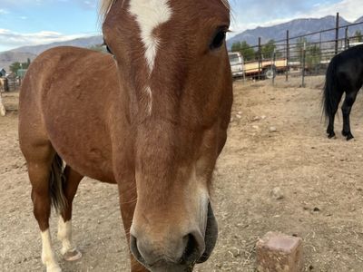 1yo BIG sorrel gelding