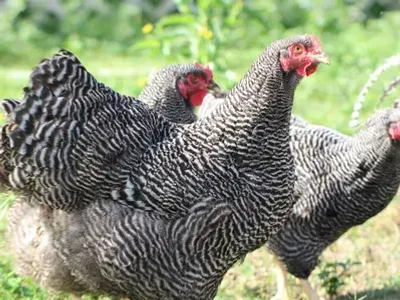 prolific young laying hens
