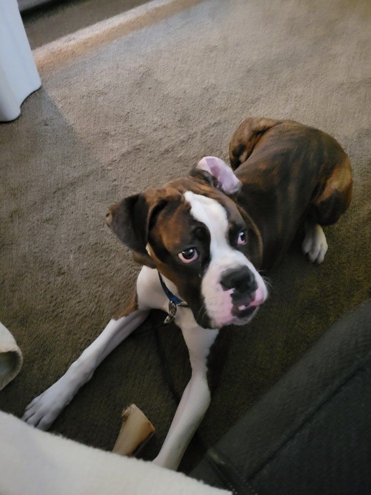 Boxer Stud Only