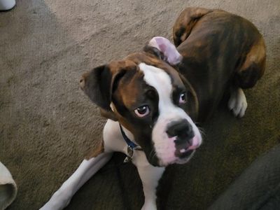 Boxer Stud Only