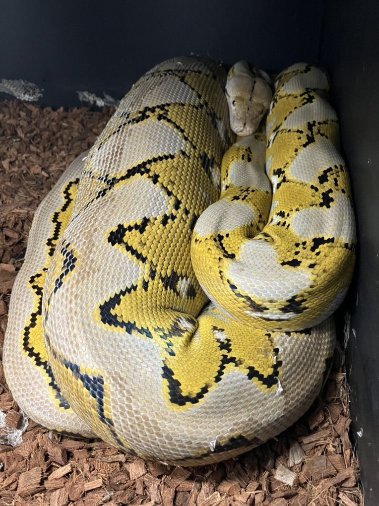 PLATINUM- Female Reticulated Python