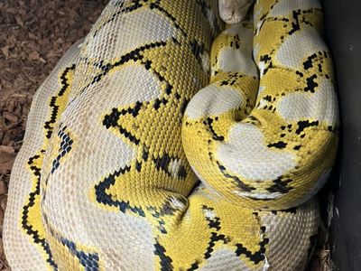 PLATINUM- Female Reticulated Python