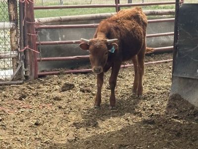 Corriente steers