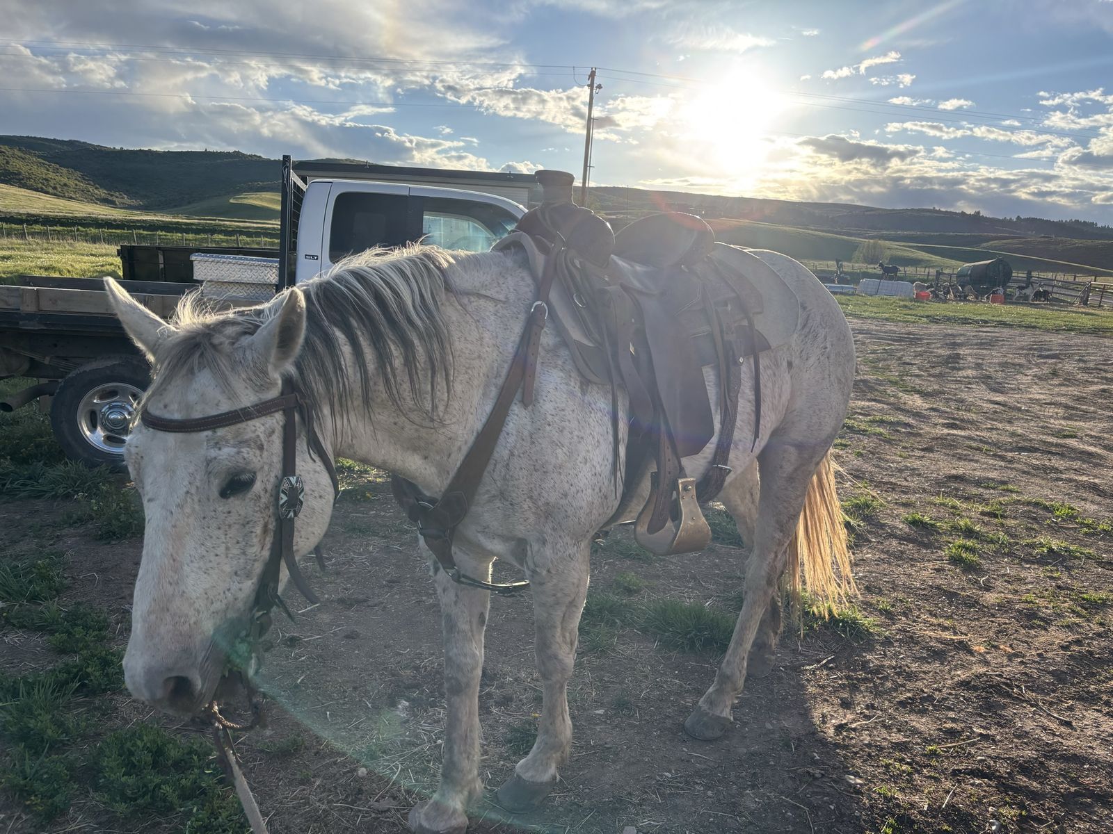 Gentle grey gelding 9 yrs