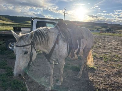 Gentle grey gelding 9 yrs