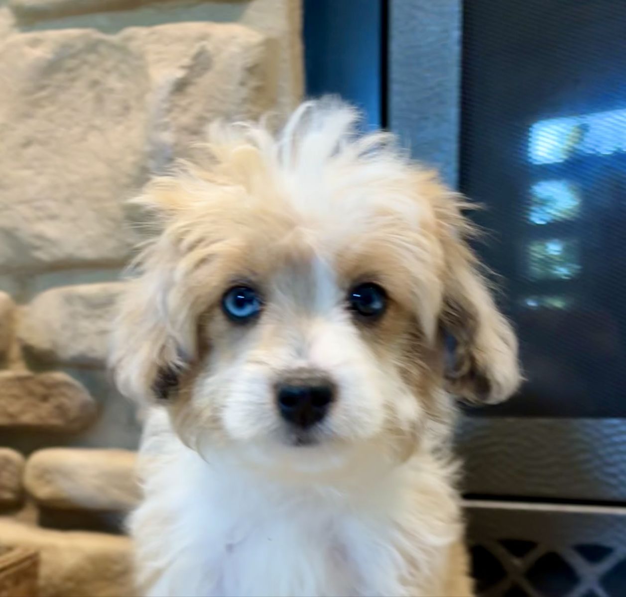 Micro Mini Toy Aussie Doodle, bernadoodle,  goldendoodle,  cockapoo, AussieDoodle, blue eyes.