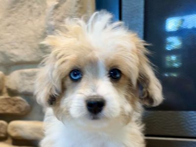 Micro Mini Toy Aussie Doodle, bernadoodle, goldendoodle, cockapoo, AussieDoodle, blue eyes.