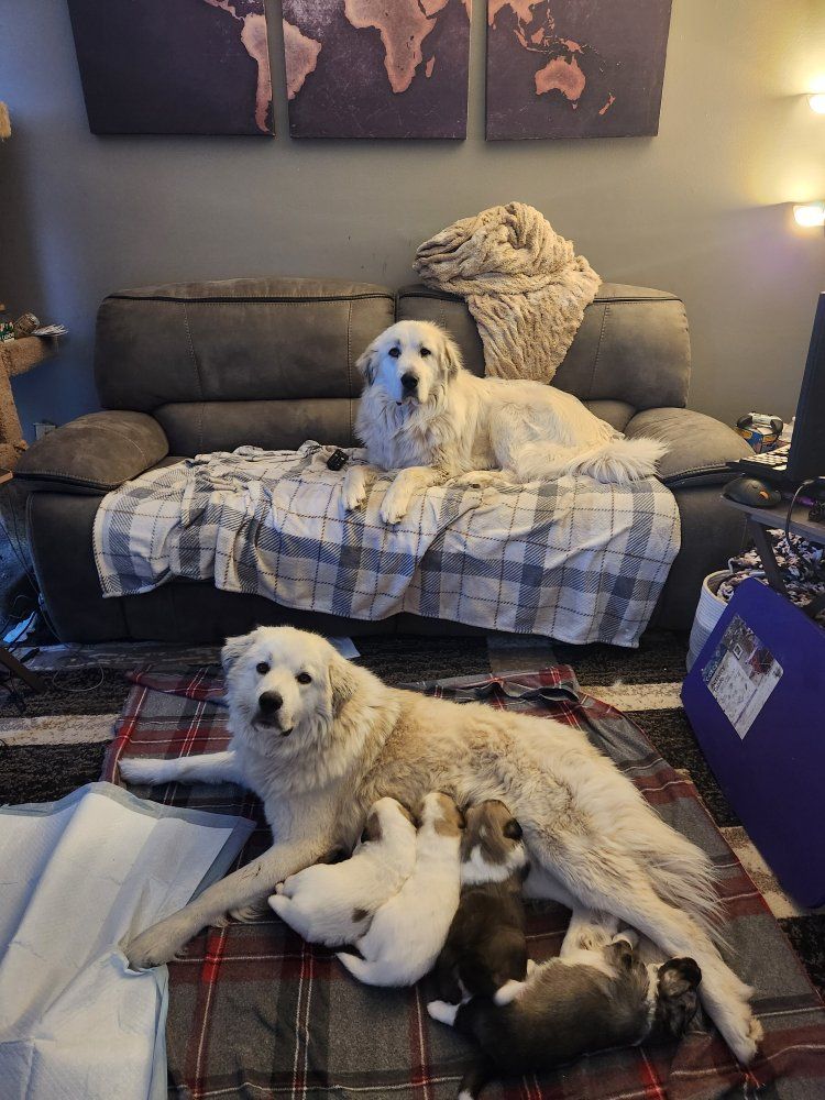 Great Pyrenees
