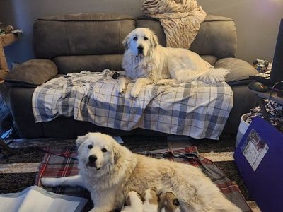 Great Pyrenees