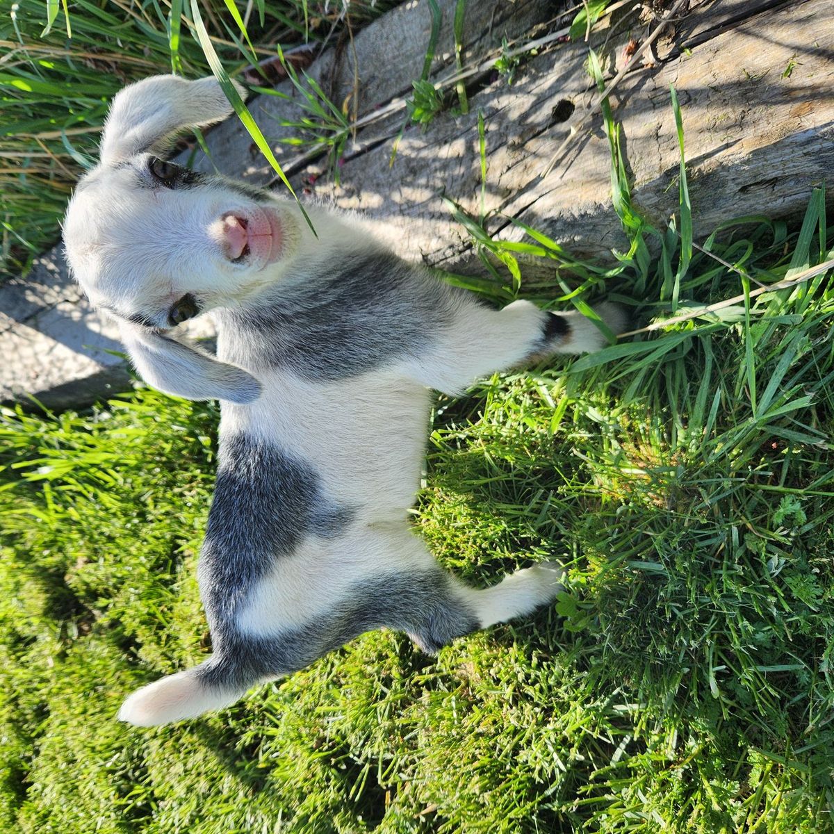 Buckling kid Mini Nubian goats