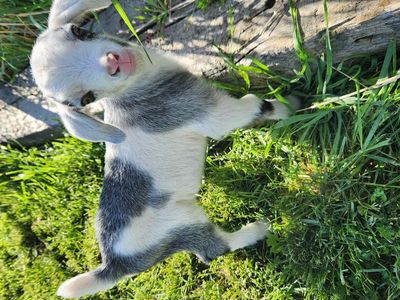 Buckling kid Mini Nubian goats