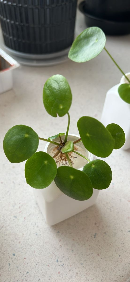 Piles Peperomioides – Chinese Money Plant
