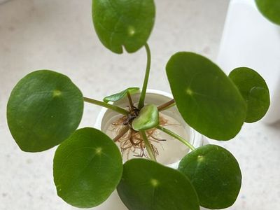 Piles Peperomioides – Chinese Money Plant