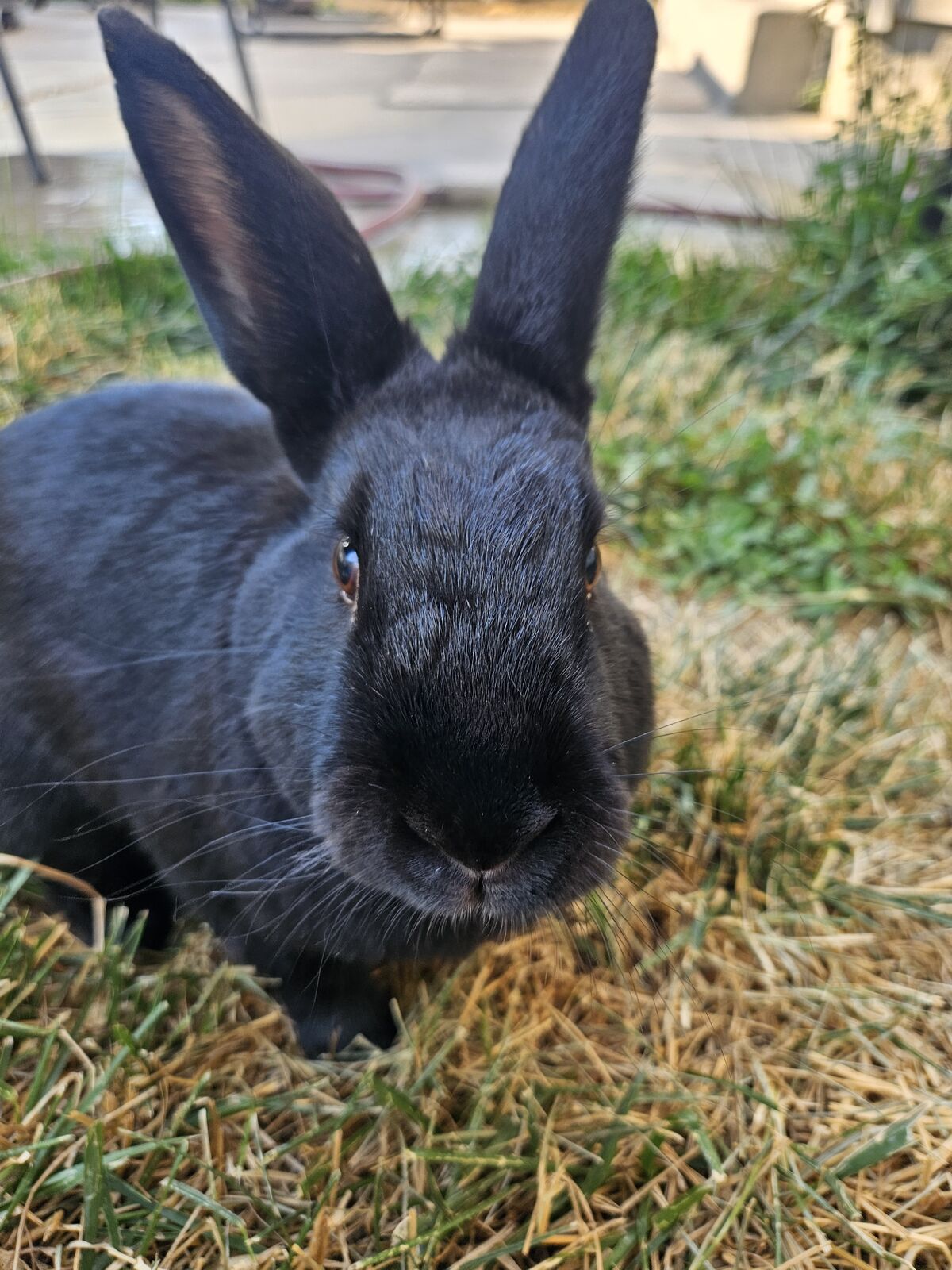 Well-Loved Black Rabbit Looking for a New Home