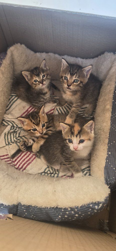 cutest kitties for sell