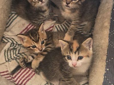 cutest kitties for sell