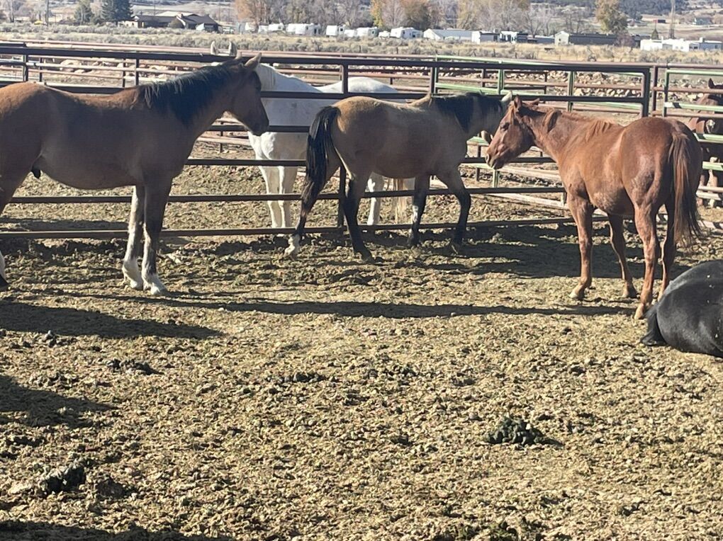 Half Draft Geldings