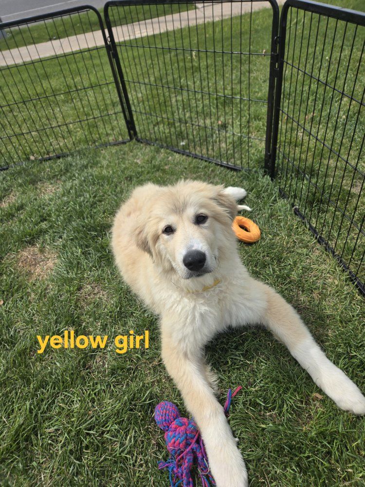 Great Pyrenees Puppies – Ready for Loving Homes