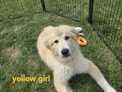 Great Pyrenees Puppies – Ready for Loving Homes