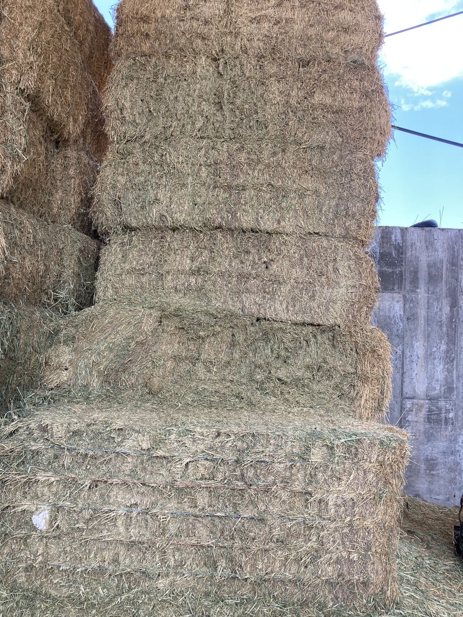 3x4 Oat/grass/weeds