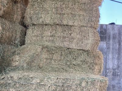 3x4 Oat/grass/weeds