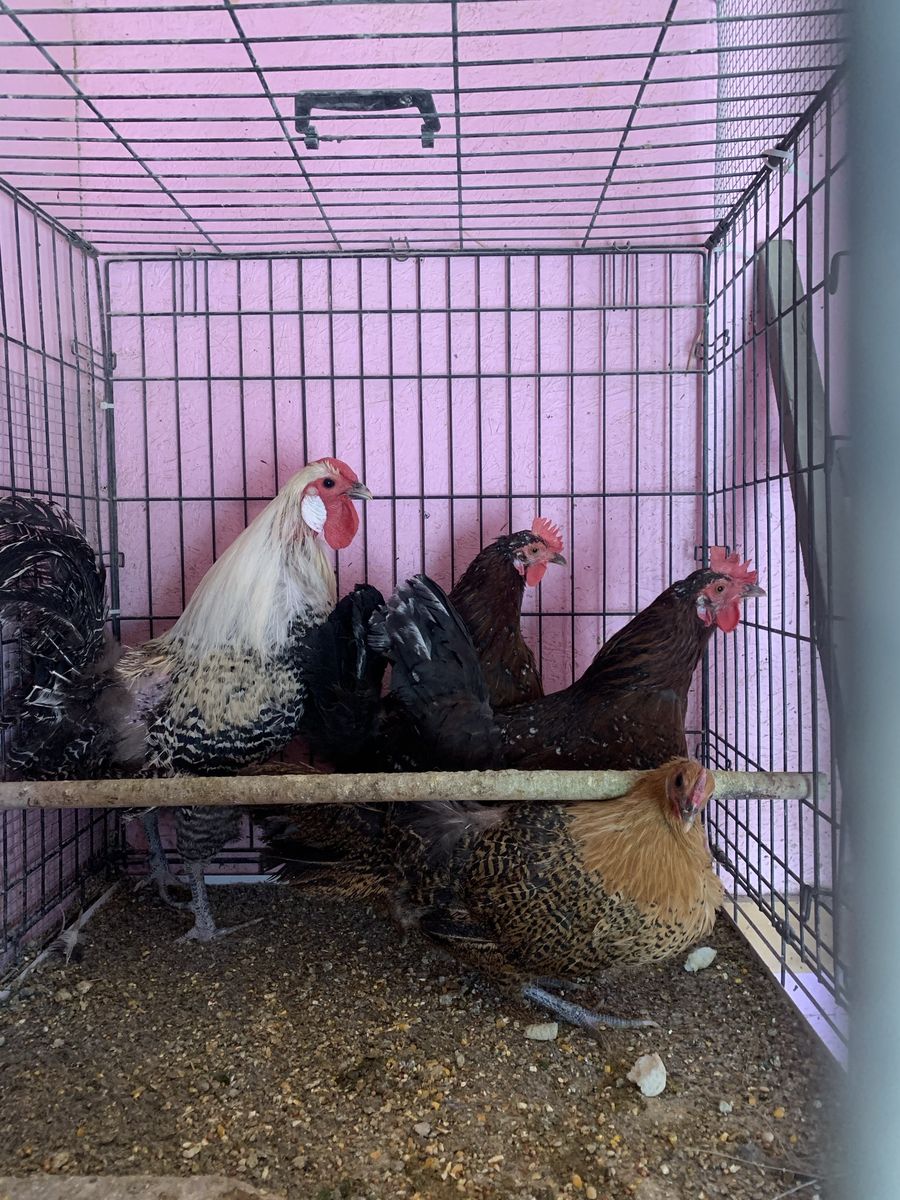 Small Group of Chickens - 1 Rooster & 3 Hens - Live Poultry