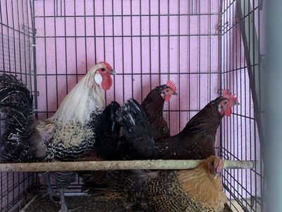 Small Group of Chickens - 1 Rooster & 3 Hens - Live Poultry