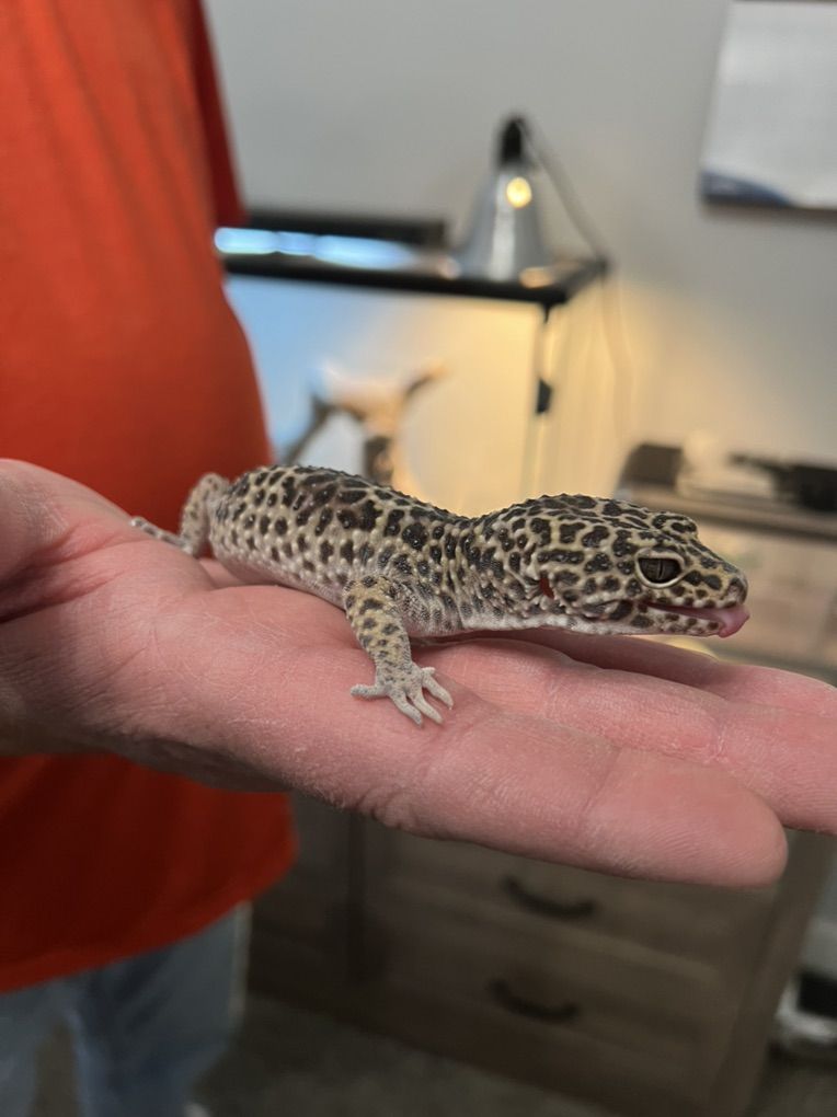Male leopard gecko, 25 gal Front Open Tank, Lights