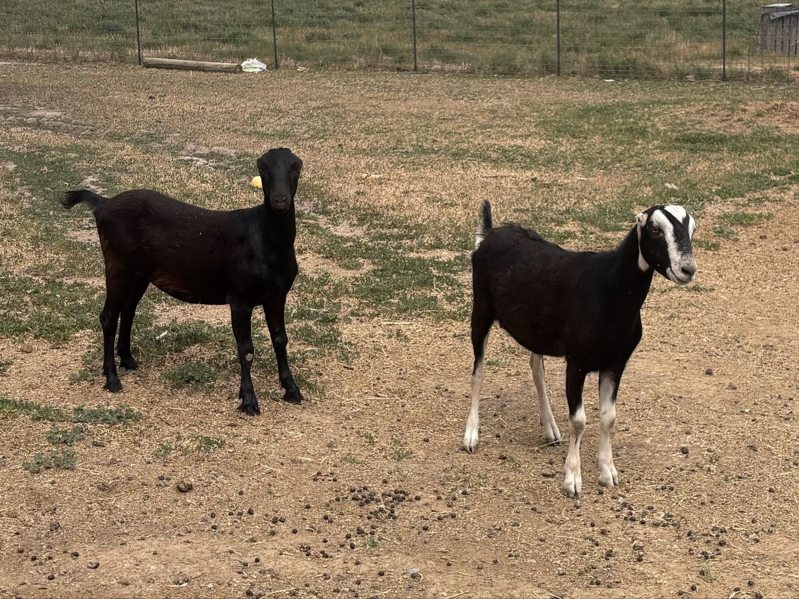 Exposed Lamancha Milk doe Dairy goats purebred