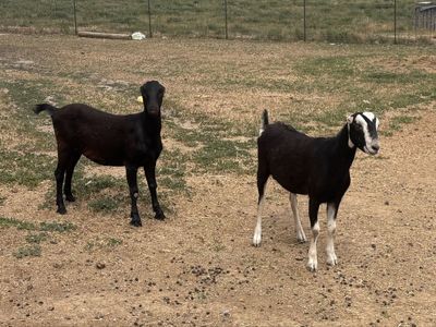 Exposed Lamancha Milk doe Dairy goats purebred