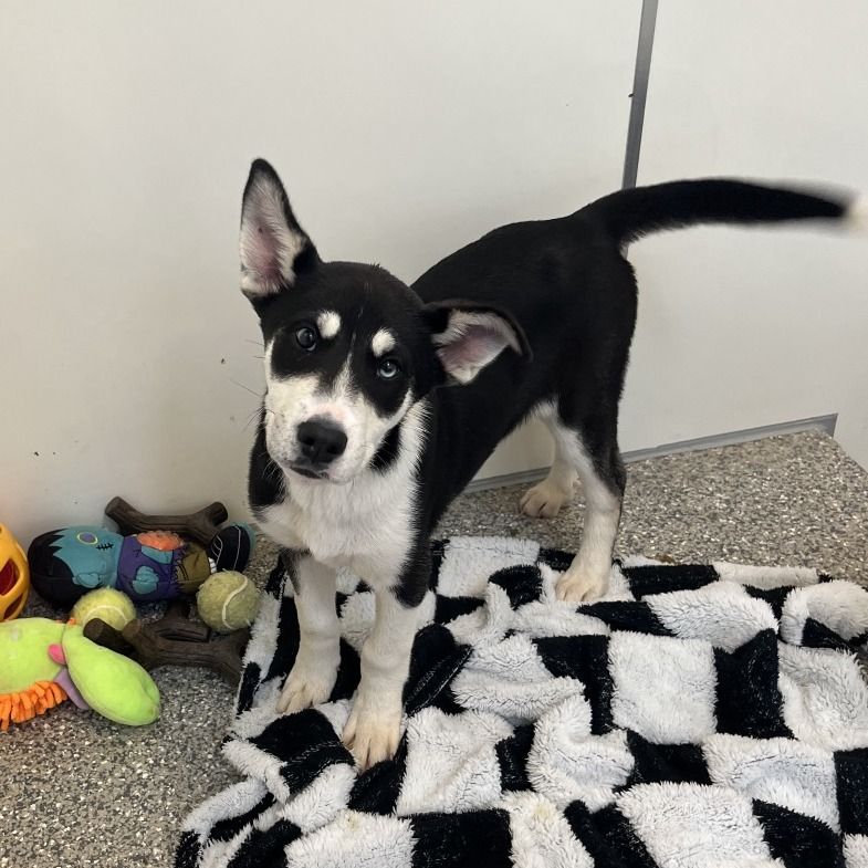 Hello my name is Garrison