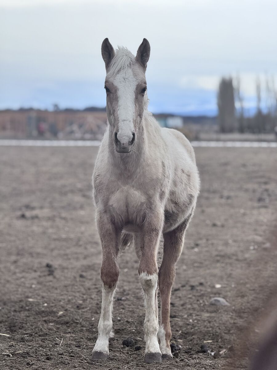 AQHA ‘25 Colt