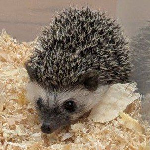 Adorable Male Baby Hedgehog -Alexx